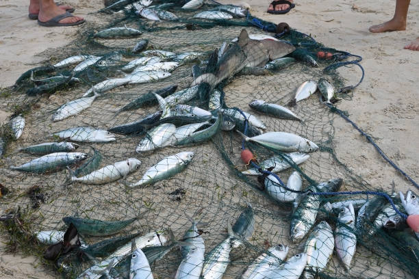 Freshly caught fish in a net on Mahe Island, Seychelles