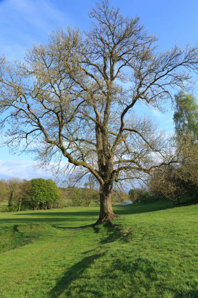 istock England, North Yorkshire, Wharfedale. Countryside and oak tree. 2198826544