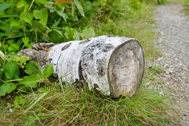 istock White bark stump fallen on the road 2198827553