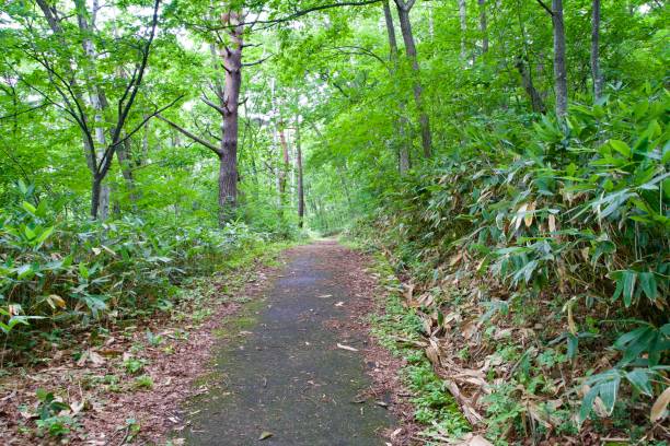 istock Trekking paths in Shiga Kogen in summer 2198827645
