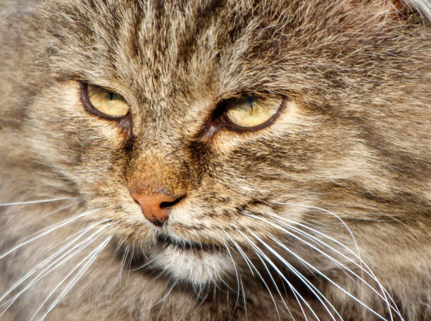 A cat with a yellow nose and a yellowish-orange eye. The cat has a very long, fluffy tail
