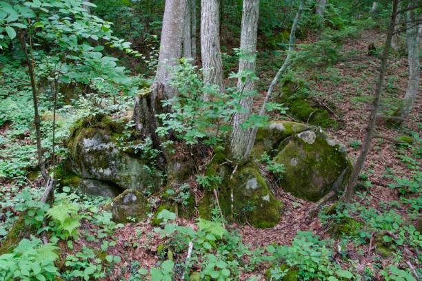 istock Landscape of trees growing through gaps between stones 2198827688