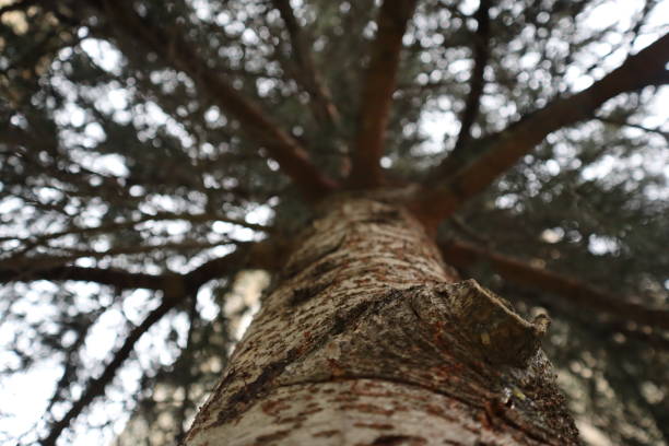 bottom view of the oak tree with green leaves, copy space on side