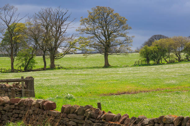 England, West Yorkshire. Landscape, hills, valleys, fields, pastures, grazing lands.
