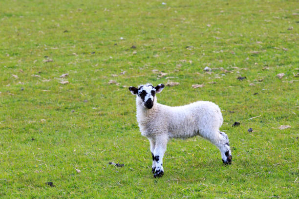 istock England, West Yorkshire. Landscape, hills, valleys, fields, pastures, grazing lands. Sheep, lambs. 2198828854