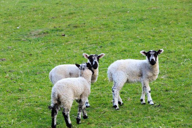 istock England, West Yorkshire. Landscape, hills, valleys, fields, pastures, grazing lands. Sheep, lambs. 2198828855