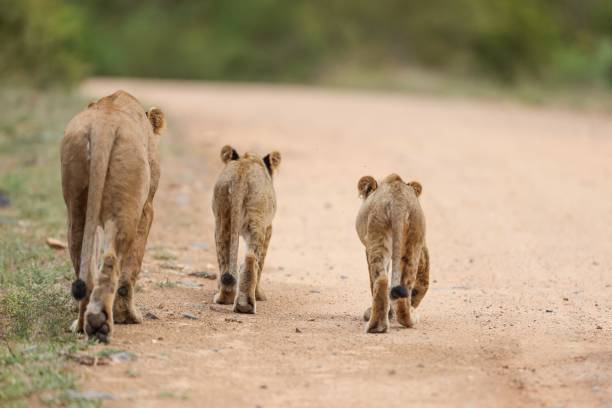 Lioness yawning