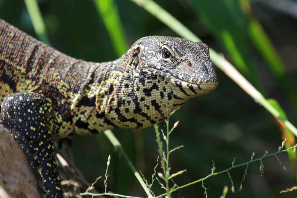 istock Nilwaran / Nile monitor / Varanus niloticus 2198828908