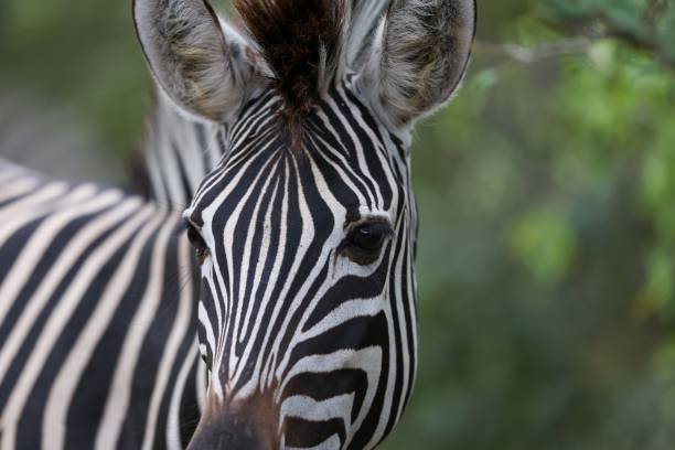 istock Close up images of a zebra head 2198828964