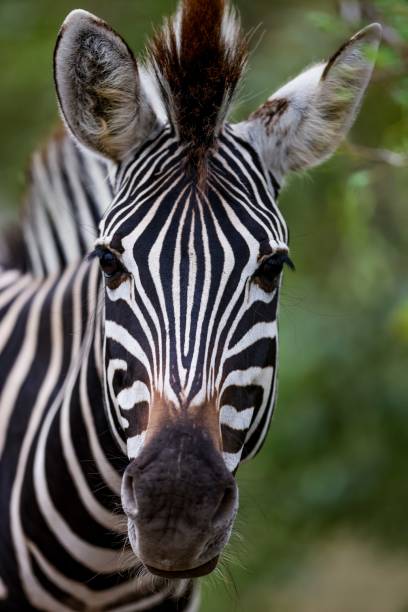 istock Close up images of a zebra head 2198828979