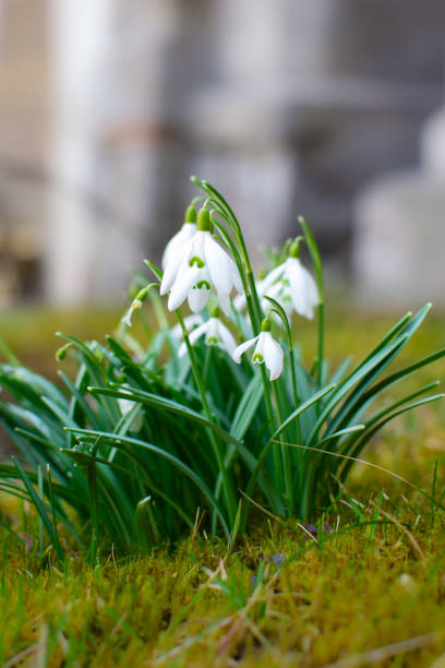 istock View of a small bush of blooming white snowdrops in spring 2198829002