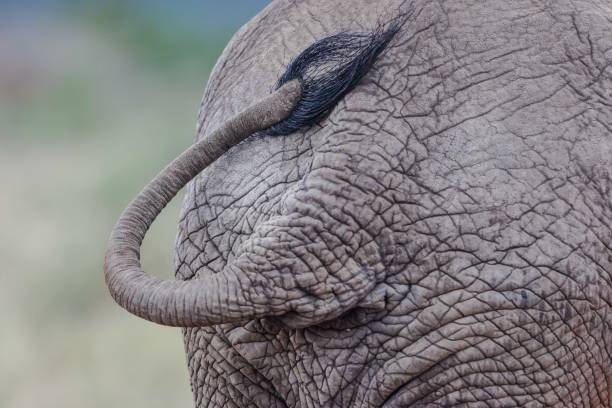 A baby elephant is walking on a white background. The elephant is small and he is walking with a sense of purpose