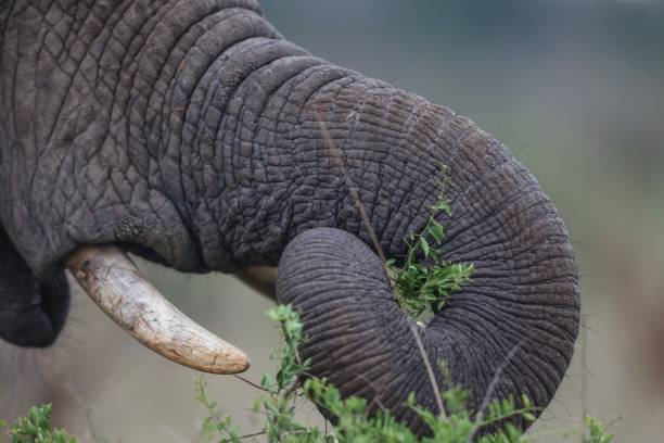 istock Close up image of an african elephant 2198829057
