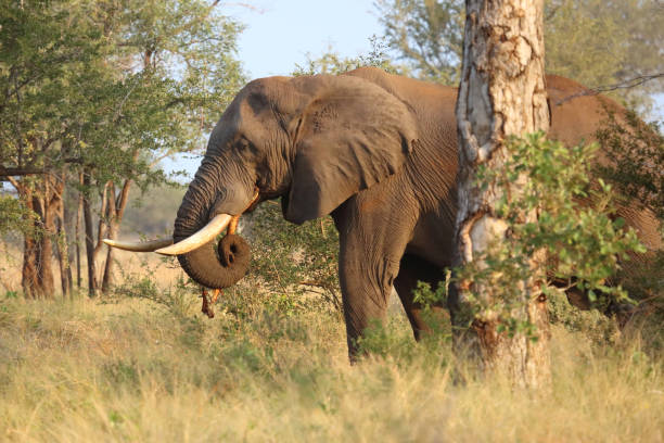 istock Afrikanischer Elefant / African elephant / Loxodonta africana 2198829644
