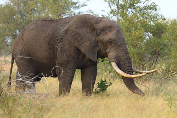 istock Afrikanischer Elefant / African elephant / Loxodonta africana 2198829843