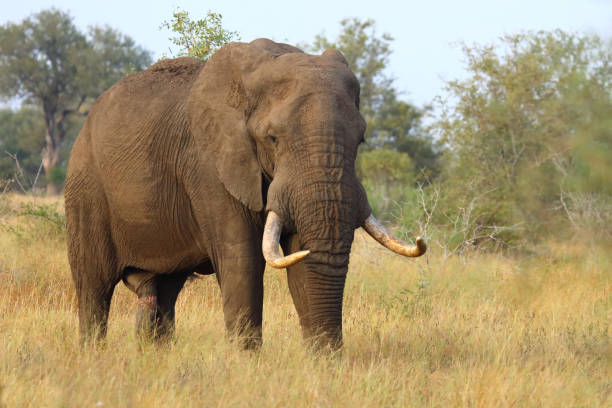 istock Afrikanischer Elefant / African elephant / Loxodonta africana 2198830214