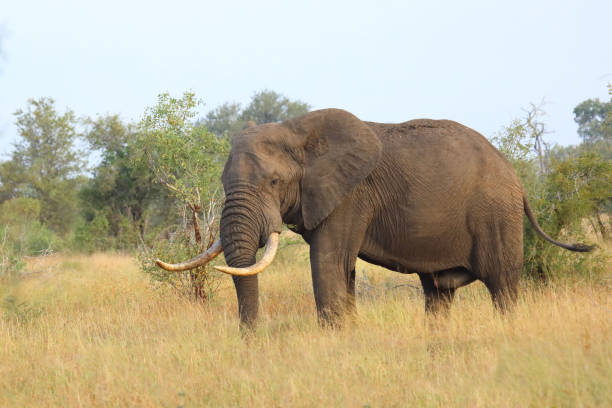 istock Afrikanischer Elefant / African elephant / Loxodonta africana 2198830351