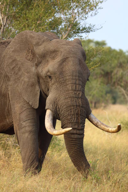 istock Afrikanischer Elefant / African elephant / Loxodonta africana 2198830361
