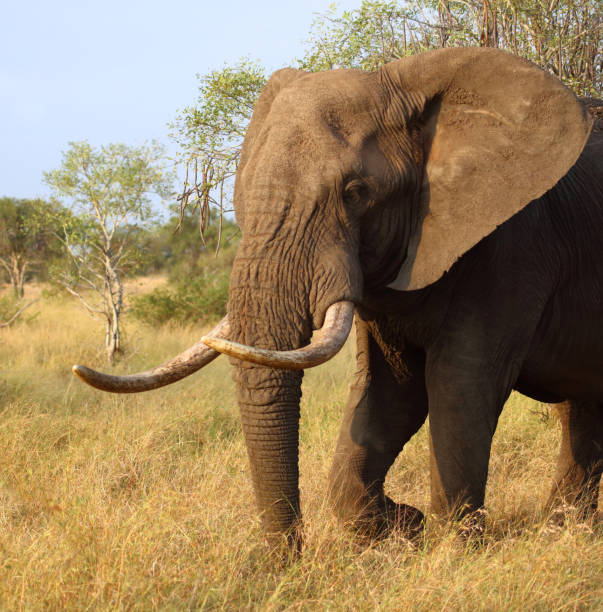 istock Afrikanischer Elefant / African elephant / Loxodonta africana 2198830548