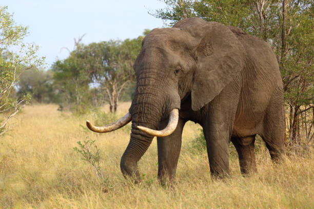 istock Afrikanischer Elefant / African elephant / Loxodonta africana 2198830584