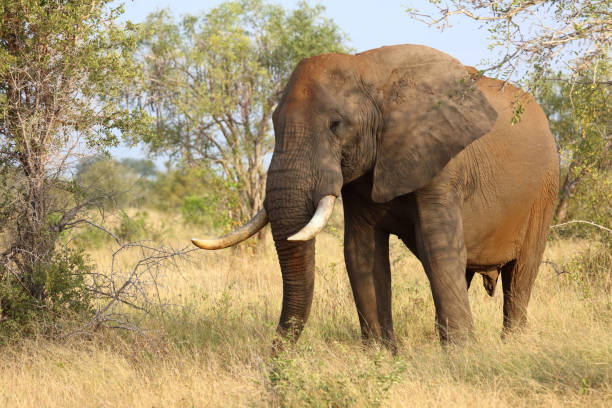istock Afrikanischer Elefant / African elephant / Loxodonta africana 2198830757
