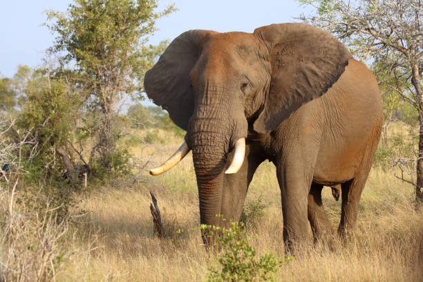 istock Afrikanischer Elefant / African elephant / Loxodonta africana 2198830931