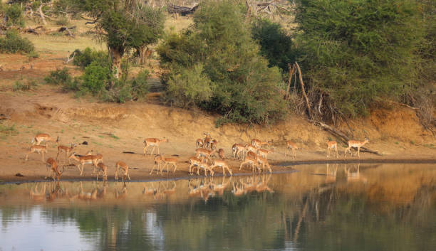istock Schwarzfersenantilope / Impala / Aepyceros melampus 2198831257