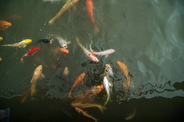 istock colorful koi fish swimming in pond 2198832397