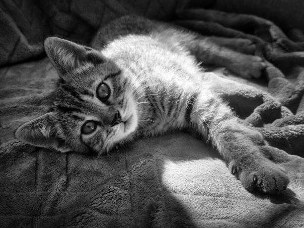 A black and white photo of a kitten lying on a soft blanket, capturing a serene and cozy moment.