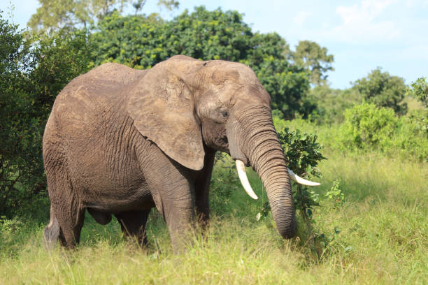 istock Afrikanischer Elefant / African elephant / Loxodonta africana 2198832631