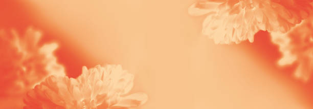 Dreamy blurred creamy orange gradient background with merging in a pale colored flower composition. Peaceful or serene backgrounds. Template banner. Frame with soft pastel floral pattern. Copy space