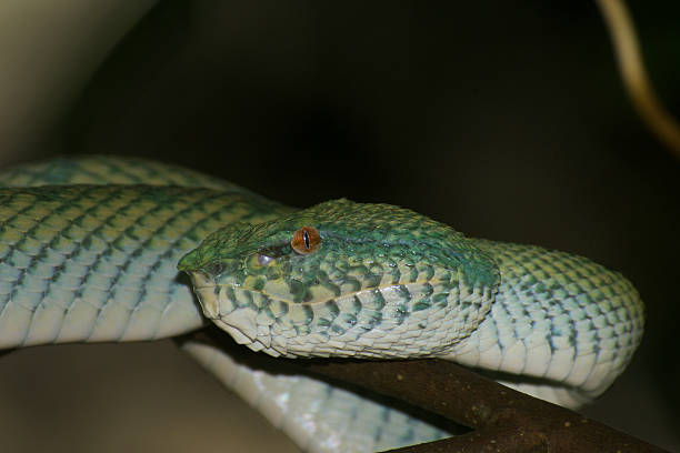 istock Wagler's pit viper (Tropidolaemus wagleri), female snake, curled on a branch, Sarawak, Borneo 2198834457