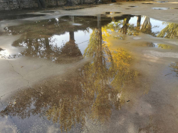 beautiful reflections of trees on a large rain puddle