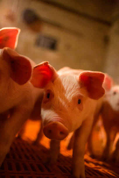 istock Group of young piglets in a modern pig farming facility, standing on a slatted flooring system under warm artificial lighting. 2198834607