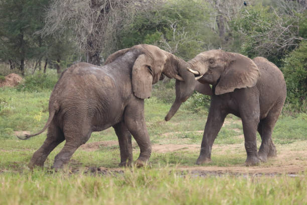 istock Afrikanischer Elefant / African elephant / Loxodonta africana 2198835339