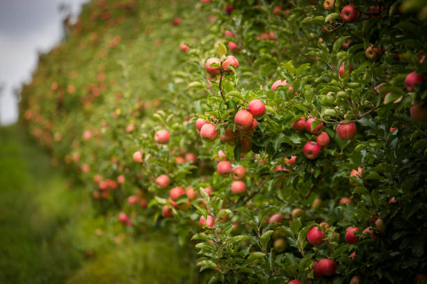 istock Lush apple orchard with rows of trees laden with ripe, blush-colored apples, set against a cloudy sky. A grassy pathway runs between the trees, showcasing a, high-density apple farm ready for harvest. 2198835568