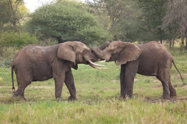 istock Afrikanischer Elefant / African elephant / Loxodonta africana 2198835606