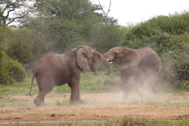 istock Afrikanischer Elefant / African elephant / Loxodonta africana 2198835628