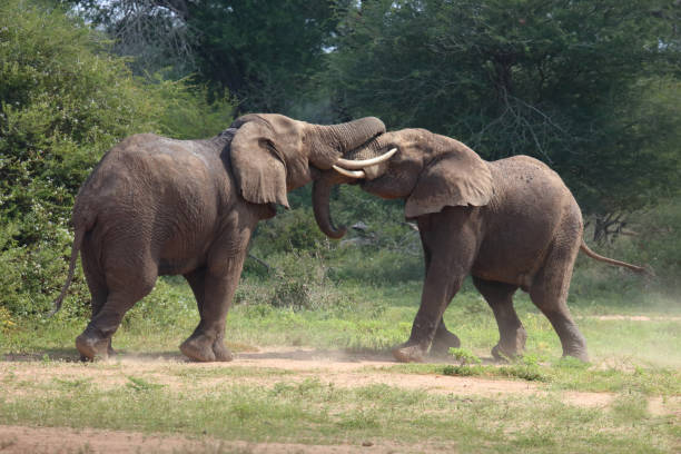 istock Afrikanischer Elefant / African elephant / Loxodonta africana 2198835802