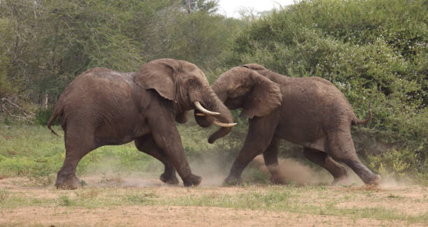 istock Afrikanischer Elefant / African elephant / Loxodonta africana 2198835805