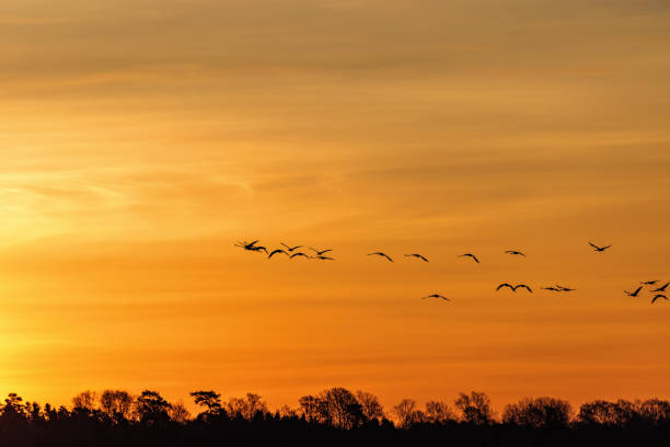 Cranes flying above treetops at dusk