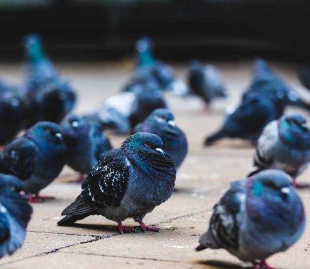 istock Urban pigeons on the ground 2198835984