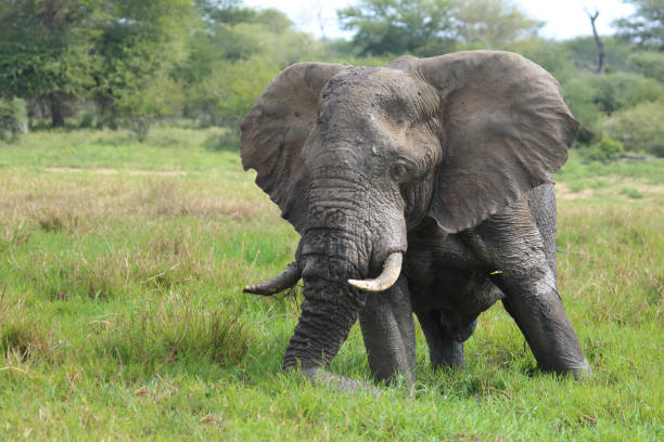 istock African elephant in the mud / Loxodonta africana 2198836058