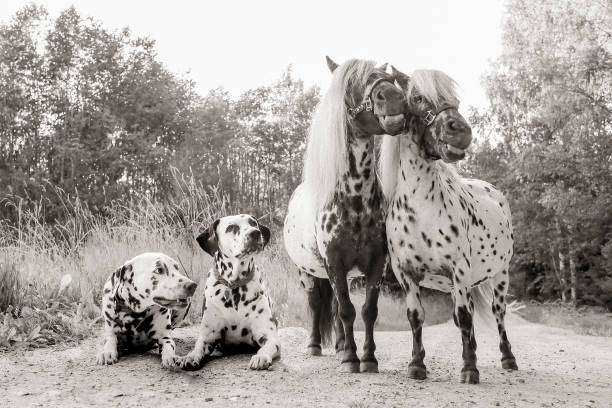 istock Dalmatian dogs and Dalmatian ponies 2198837224