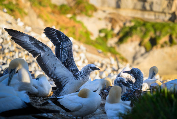 Fledgling gannet in juvenile plumage flapping wings. Muriwai Beach Gannet Colony. Auckland.