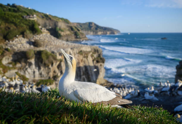 istock Gannet colony at Muriwai Beach. Auckland. 2198837347