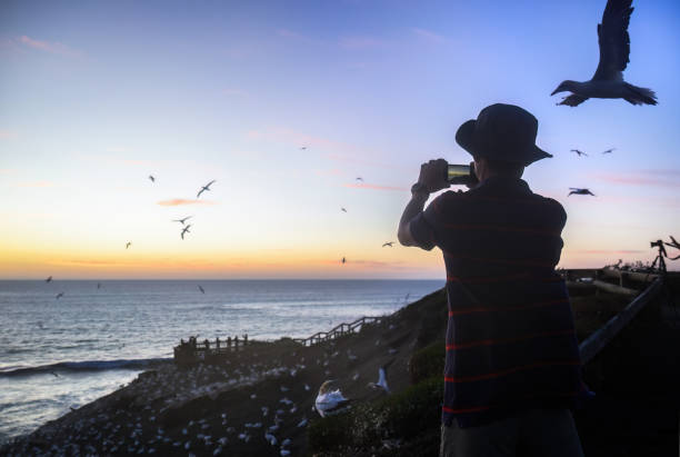 istock Man taking photos using smartphone of flying gannets at sunset. Unrecognizable people at the lookout. Muriwai beach. Auckland. 2198837364