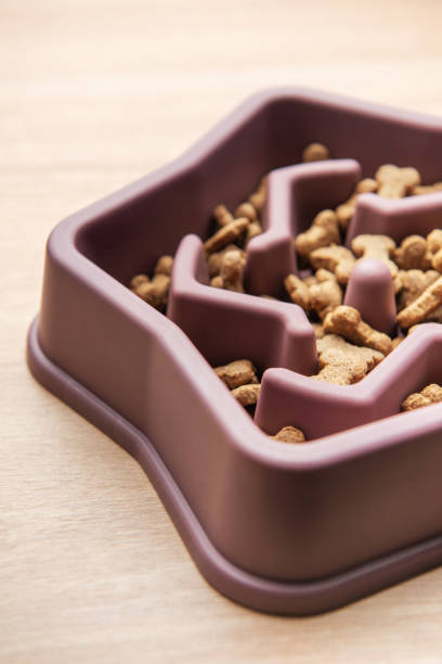 istock Slow feeder dog bowl reducing bloating and improving digestion 2198838710