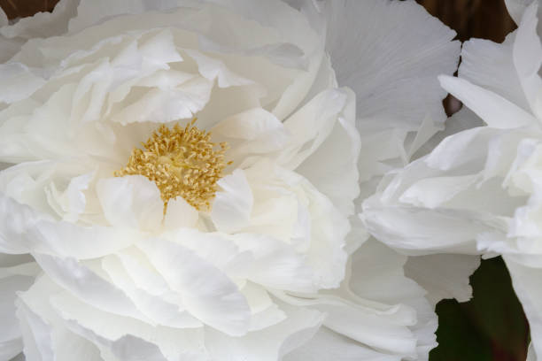 istock Close-up of a white peony flower (Renkaku) 2198839245