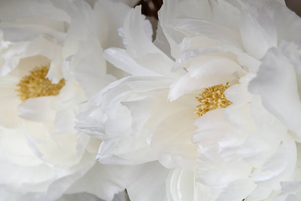 istock Close-up of a white peony flower (Renkaku) 2198839268